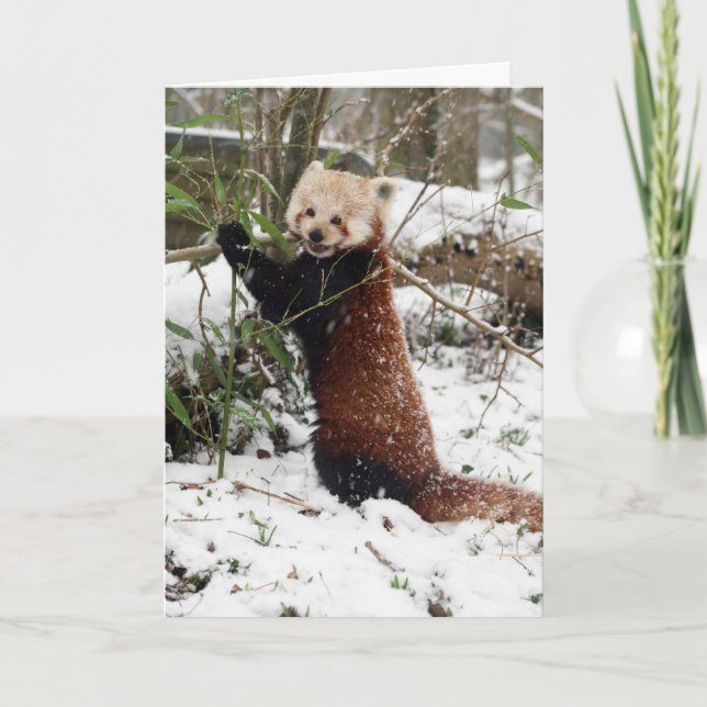 Christmas card - Red Panda 3 (Front)