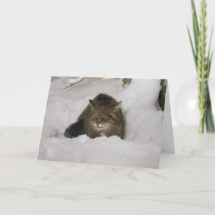 Christmas card - Scottish wildcat