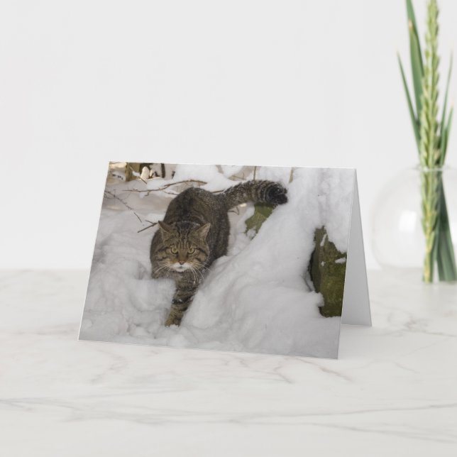 Christmas card - Scottish wildcat 4 (Front)