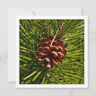 Christmas Card Square Panel Pine Cone Photo