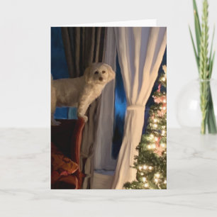 Christmas Card - Waiting for Santa Paws