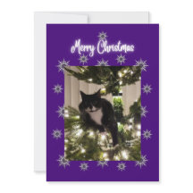 Christmas card wit tuxedo cat on the tree.