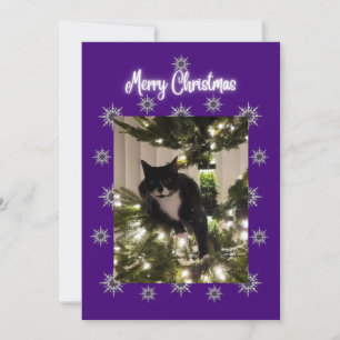 Christmas card wit tuxedo cat on the tree.