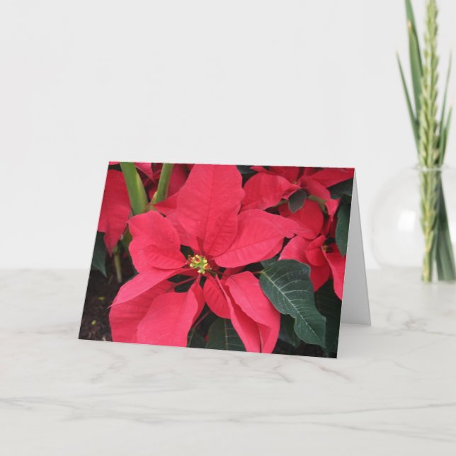 Christmas Card with Bright Red Poinsettia (Front)