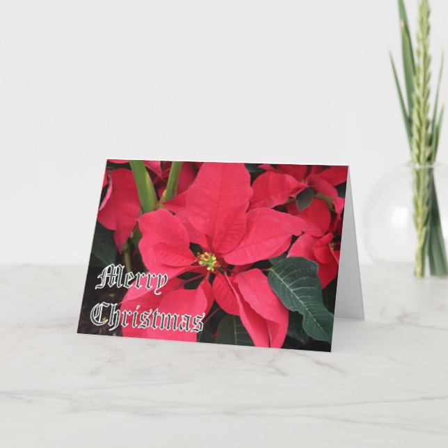 Christmas Card with Poinsettias and Merry Christma (Front)