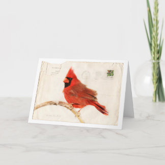 Christmas Cardinal Holiday Card