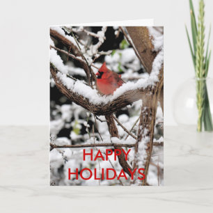 Christmas Cardinal Holiday Cards