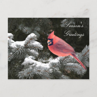 Christmas cardinal holiday postcard