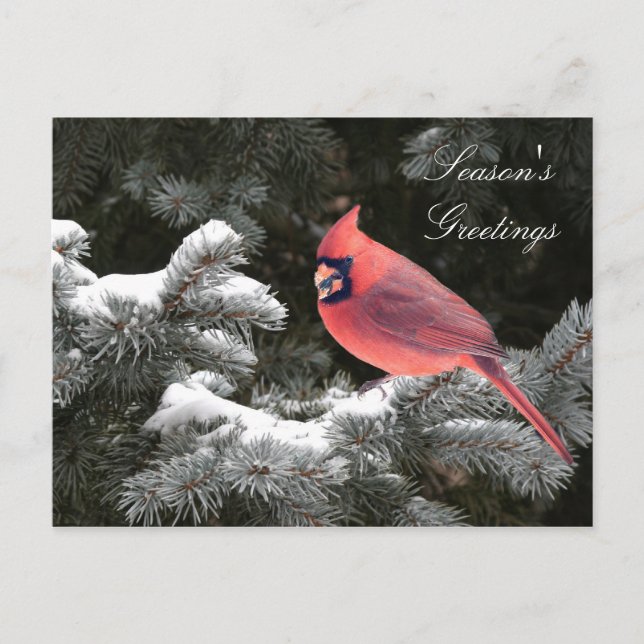 Christmas cardinal holiday postcard (Front)