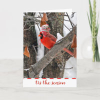 Christmas Cardinal with Winter Cap