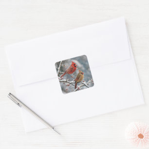Christmas Cardinals on Winter Tree Branch Square Sticker