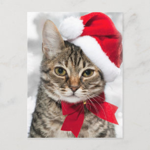 Christmas cat at red santa's hat holiday postcard