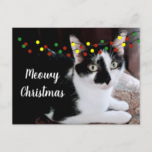 Christmas Cat Holiday Postcard