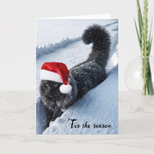 Christmas Cat In Deep Snow Holiday Card