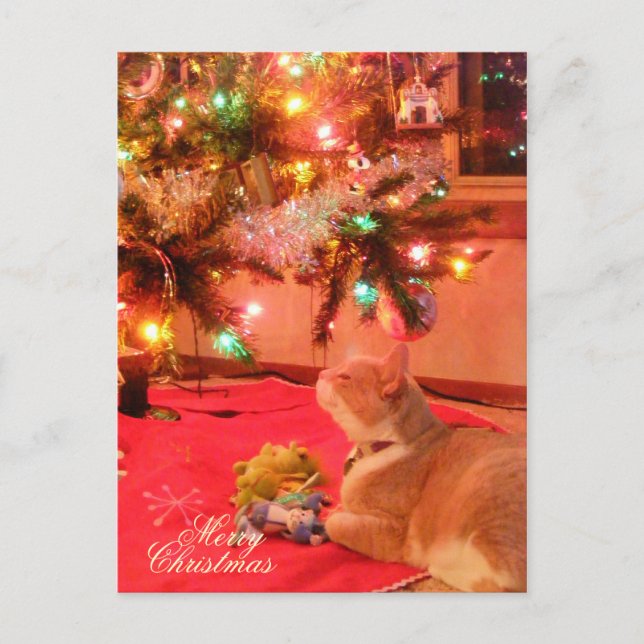 Christmas Cat Postcard (Front)