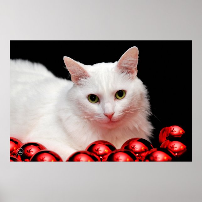 Christmas Cat Poster (Front)