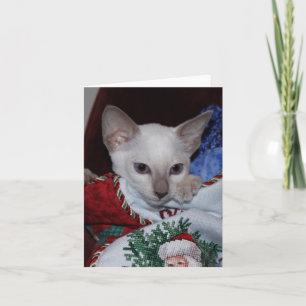 Christmas Cat - Siamese Lilac Point in Stocking Holiday Card