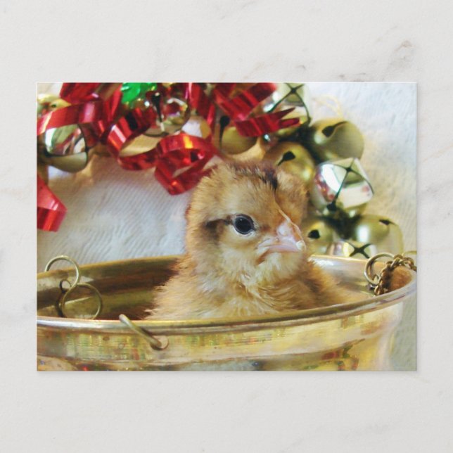 Christmas Chick Holiday Postcard (Front)