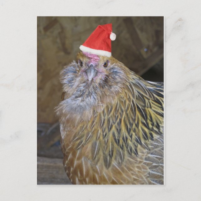 Christmas Chicken Holiday Postcard (Front)