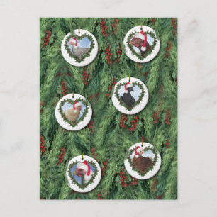 Christmas Chickens Postcard