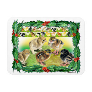 Christmas Chicks Magnet