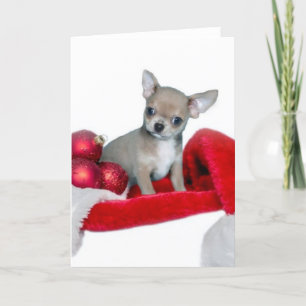 Christmas Chihuahua dog Holiday Card