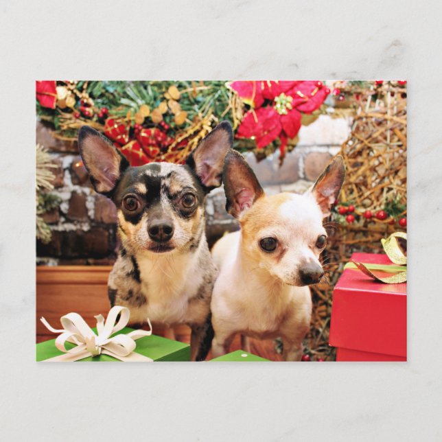 Christmas - Chihuahua - Gordy and Pedro Holiday Postcard (Front)