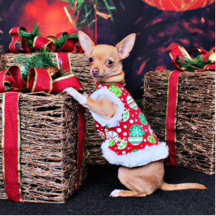 Christmas - Chihuahua - Matty Standing Photo Sculpture
