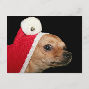 Christmas Chihuahua postcard