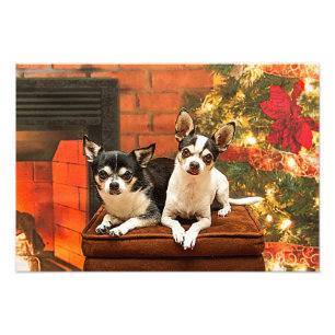 Christmas Chihuahua’s Photo Print