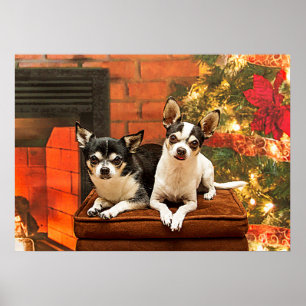 Christmas Chihuahua’s Poster