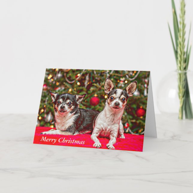 Christmas Chihuahua's Holiday Card (Front)