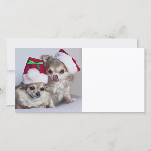 Christmas chihuahuas holiday card (Front)