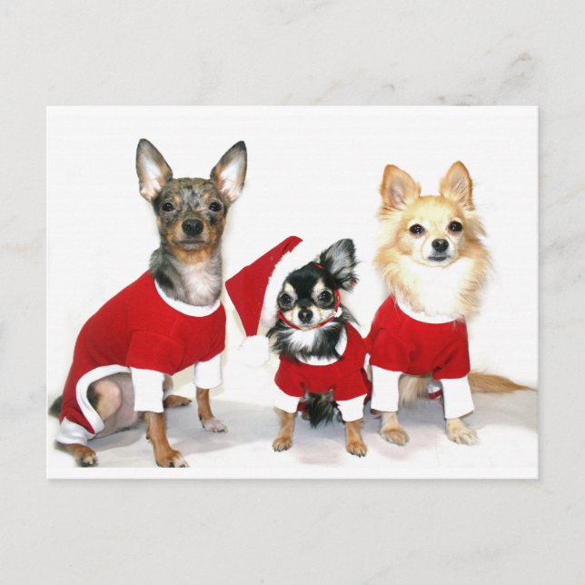 Christmas Chihuahuas Holiday Postcard (Front)