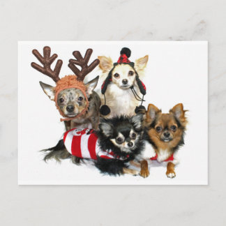 Christmas Chihuahuas Holiday Postcard