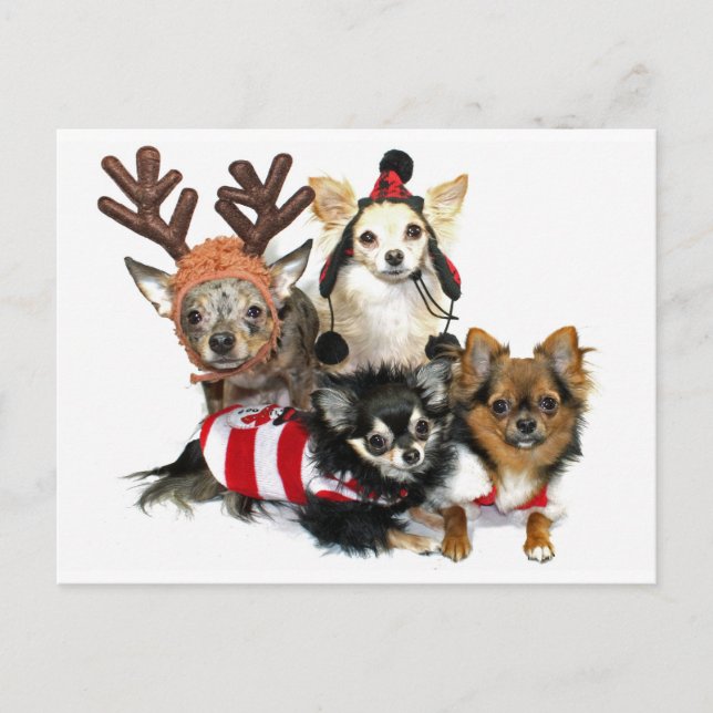 Christmas Chihuahuas Holiday Postcard (Front)