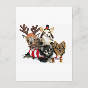 Christmas Chihuahuas Holiday Postcard