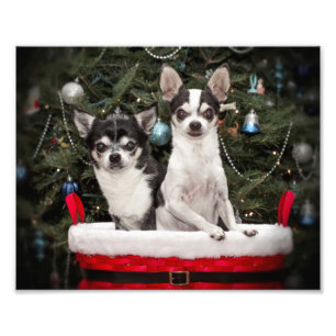 Christmas Chihuahua's in a red basket Photo Print