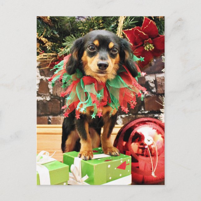 Christmas - Chiweenie - Titus Holiday Postcard (Front)