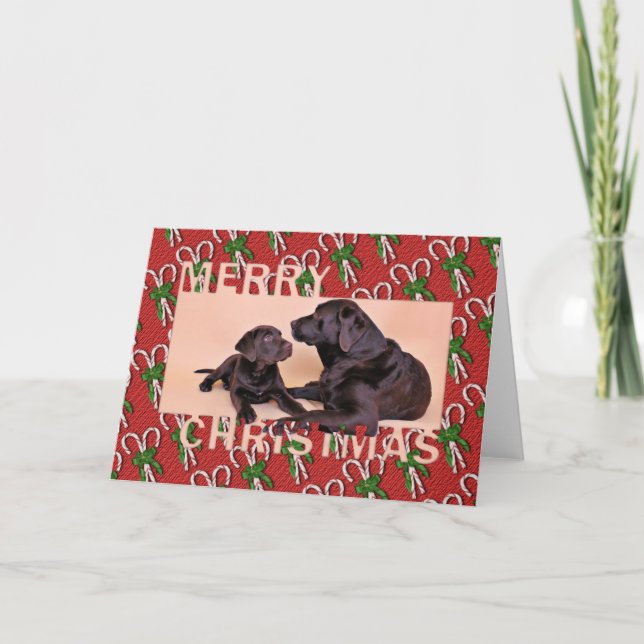 Christmas - Chocolate Labradors Holiday Card (Front)