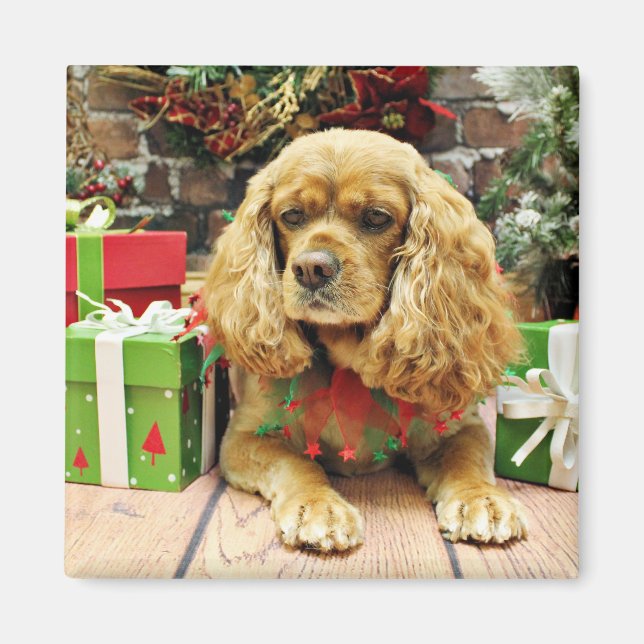Christmas - Cockalier - Suzy Magnet (Front)