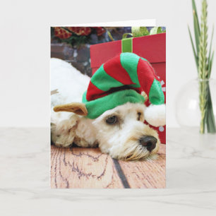 Christmas - Cockapoo - KC Holiday Card