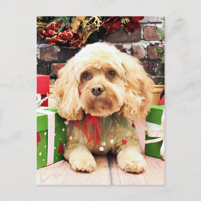 Christmas - Cockapoo - Morgan Holiday Postcard (Front)