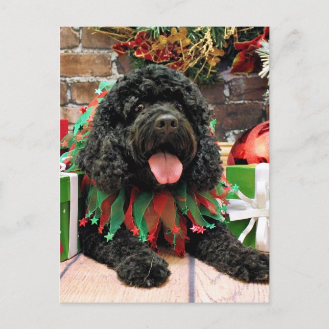 Christmas - Cockapoo - Sophie Holiday Postcard (Front)