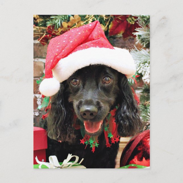 Christmas - Cocker Spaniel X - Pepper Holiday Postcard (Front)