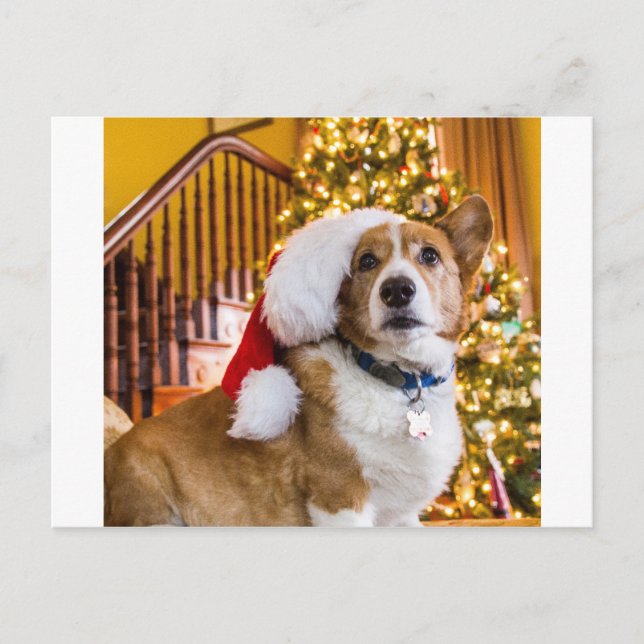 Christmas Corgi Holiday Postcard (Front)