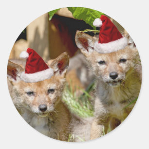 Christmas Coyote Pups Classic Round Sticker