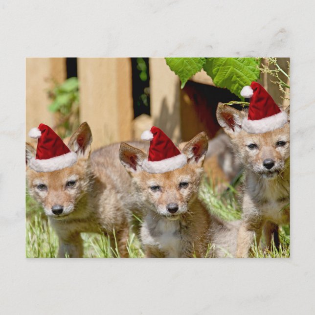 Christmas Coyote Pups Holiday Postcard (Front)