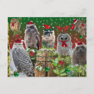 Christmas Critters Owls and Racoon Holiday Postcard