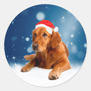 Christmas Cute Golden Retriever Dog Santa Hat Snow Classic Round Sticker